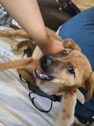 Jack Russel Schäferhund Welpen