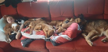 Jack Russel Schäferhund Welpen