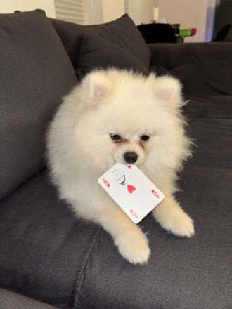 Pomeranian