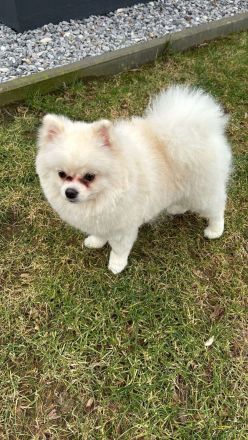 Pomeranian