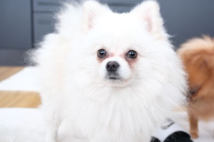 Pomeranian
