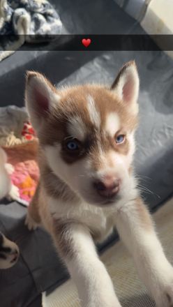 Sibirien Husky Welpe