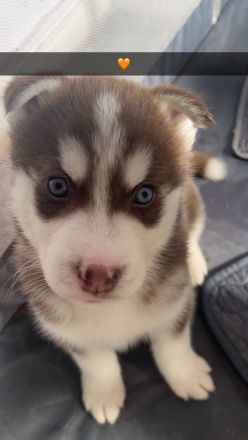 Sibirien Husky Welpe