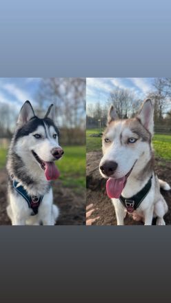 Sibirien Husky Welpe