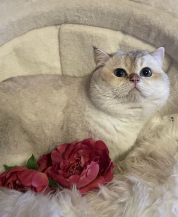 BKH Deckkater kräftig mit Stammbaum