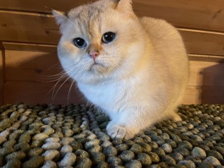 BKH Deckkater kräftig mit Stammbaum