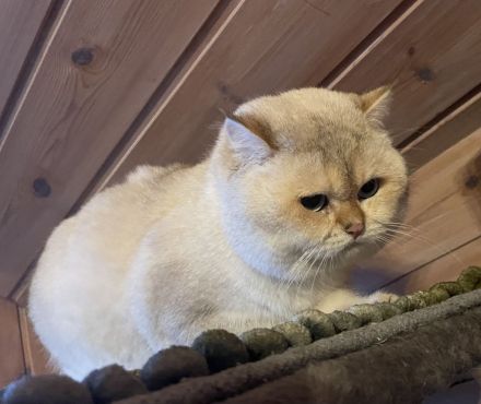 BKH Deckkater kräftig mit Stammbaum