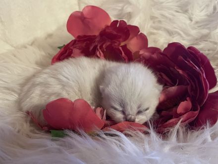 BKH Deckkater kräftig mit Stammbaum