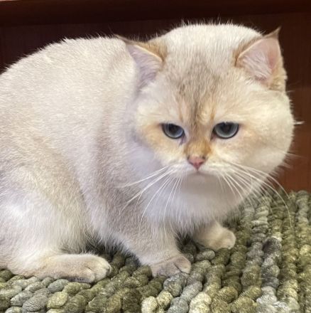 BKH Deckkater kräftig mit Stammbaum