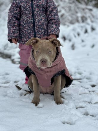 Wunderschöne OEB Mix Hündin zu verkaufen