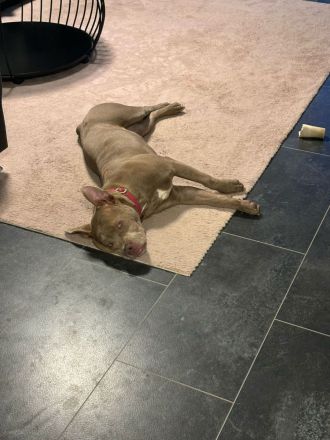 Wunderschöne OEB Mix Hündin zu verkaufen