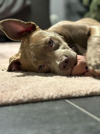 Wunderschöne OEB Mix Hündin zu verkaufen