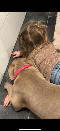 Wunderschöne OEB Mix Hündin zu verkaufen