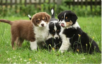 Fantastische australische Sherpahrd-Welpen