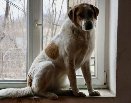 sanfte Leyka sucht ein ländliches Zuhause