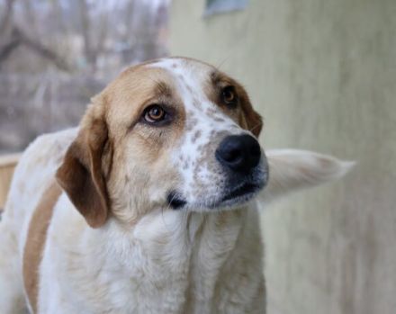 sanfte Leyka sucht ein ländliches Zuhause