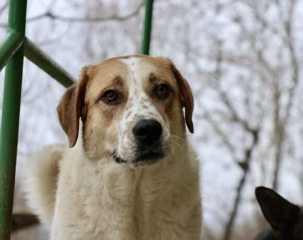 sanfte Leyka sucht ein ländliches Zuhause