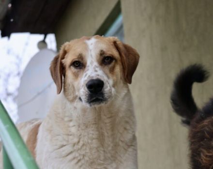 sanfte Leyka sucht ein ländliches Zuhause