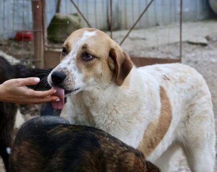 sanfte Leyka sucht ein ländliches Zuhause