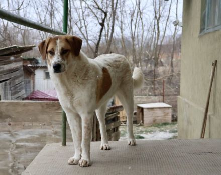 sanfte Leyka sucht ein ländliches Zuhause
