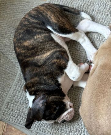 English/Old English (New) Bulldog Welpen