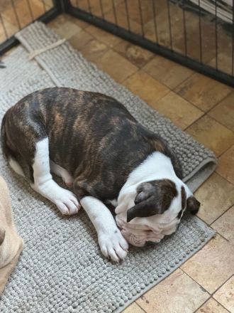 English/Old English (New) Bulldog Welpen