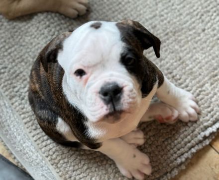 English/Old English (New) Bulldog Welpen