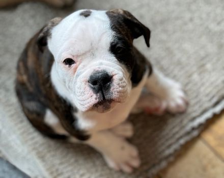 English/Old English (New) Bulldog Welpen