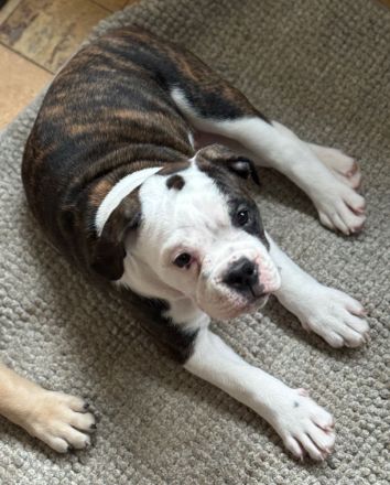 English/Old English (New) Bulldog Welpen