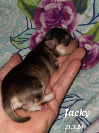 Unsere Chihuahua Welpen sind da in Husky Schecke und Brindel Zeichnung