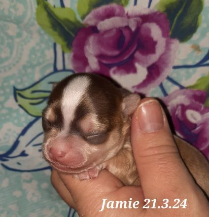 Unsere Chihuahua Welpen sind da in Husky Schecke und Brindel Zeichnung