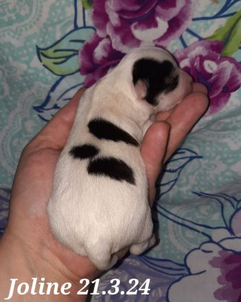 Unsere Chihuahua Welpen sind da in Husky Schecke und Brindel Zeichnung