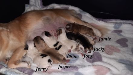 Unsere Chihuahua Welpen sind da in Husky Schecke und Brindel Zeichnung