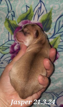 Unsere Chihuahua Welpen sind da in Husky Schecke und Brindel Zeichnung