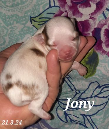 Unsere Chihuahua Welpen sind da in Husky Schecke und Brindel Zeichnung