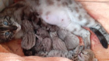 Kätzchen suchen ab 07 ein zuhause