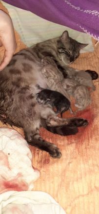 Kätzchen suchen ab 07 ein zuhause