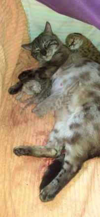 Kätzchen suchen ab 07 ein zuhause