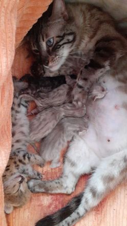 Kätzchen suchen ab 07 ein zuhause