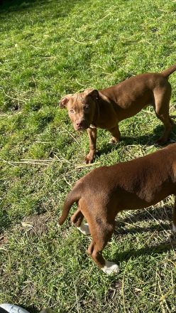 American bully Welpe auf der Suche nach seinem zuhause