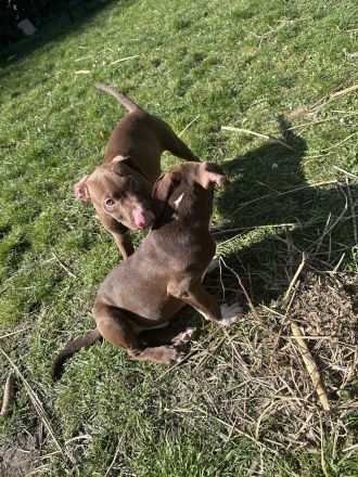 American bully Welpe auf der Suche nach seinem zuhause