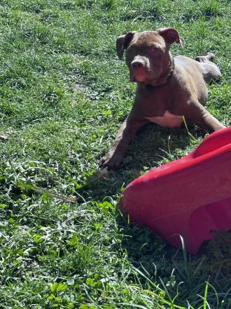 American bully Welpe auf der Suche nach seinem zuhause