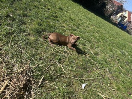 American bully Welpe auf der Suche nach seinem zuhause