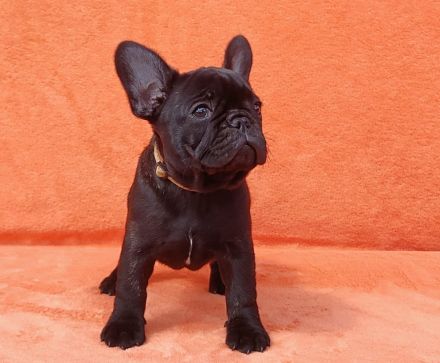 Französische Bulldogge