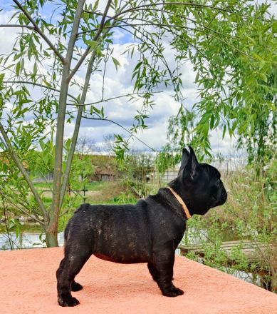 Französische Bulldogge