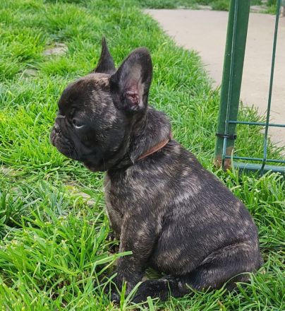 Französische Bulldogge