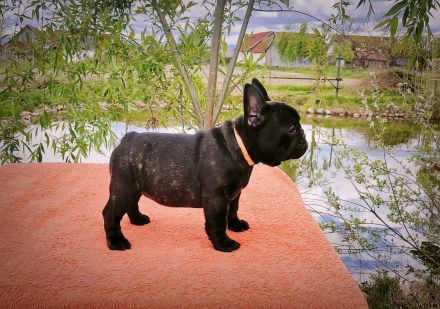 Französische Bulldogge