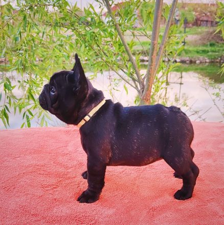 Französische Bulldogge