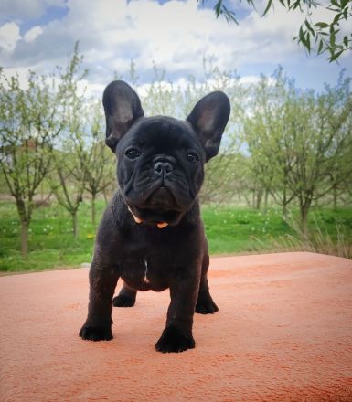 Französische Bulldogge