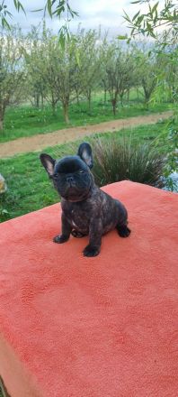 Französische Bulldogge